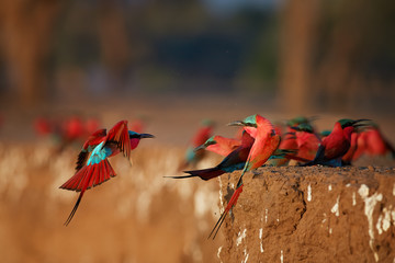 Red birds. Colorful Southern Carmine bee-eater, Merops nubicoides, colony of red and blue winged...