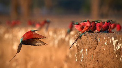 Red birds. Colorful Southern Carmine bee-eater, Merops nubicoides, colony of red and blue winged african birds on the bank of Zambezi river. Bird photography in ManaPools, Zimbabwe.