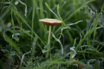 Kleiner Pilz im feuchten Gras