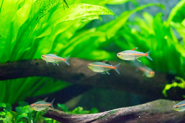 fish in aquarium