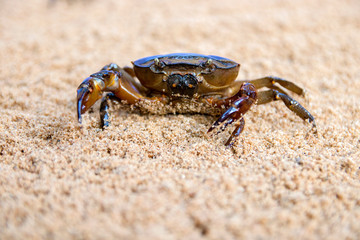 crab on the beach