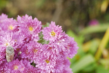 small plant louses on the pollen of purple asters