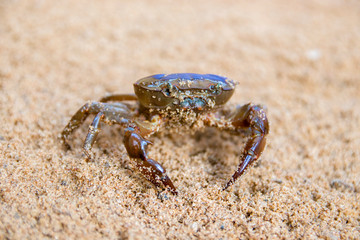crab on sand