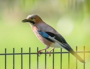 Eichelhäher auf dem Gartenzaun