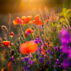 Fototapeta premium makowe pole czerwonych maków