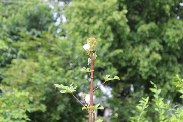 branch of a tree