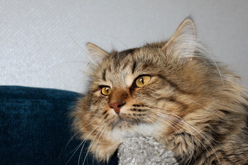  close-up of a semi sleepy cat with yellow eyes