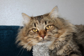  close-up of a cat with yellow eyes