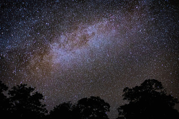 Galaxy among the trees in the forest.