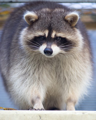 Fototapeta premium raccoon