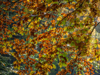 Herbstlaub Autumn leaves
