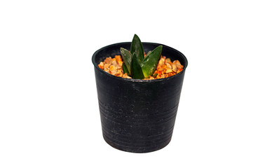 Cactus in a pot on white background