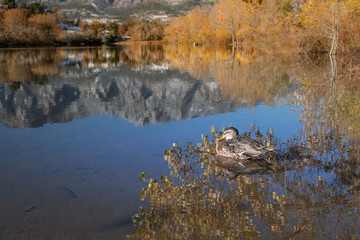 Duck on water, Quail lake, Colorado Springs