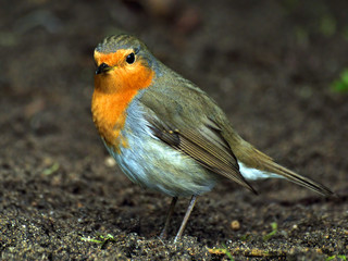 Robin red breast bird searching for worms and insects in woodlands.