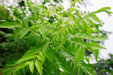 Fototapeta na wymiar background of green curry leaves