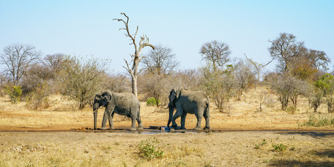 Fototapeta na wymiar elephants in kruger national park, mpumalanga, south africa 30