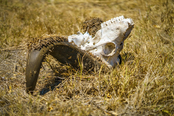 skull of an african buffalo in kruger national park, mpumalanga, south africa 8