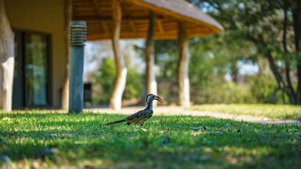 southern yellow-billed hornbill in kruger national park, mpumalanga, south africa 9