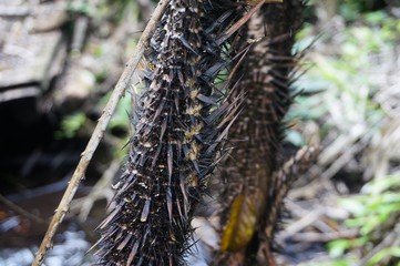 Rattan palm tree texture. Rattan cane texture