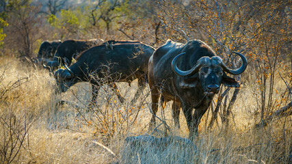 african buffalos in kruger national park, mpumalanga, south africa 10