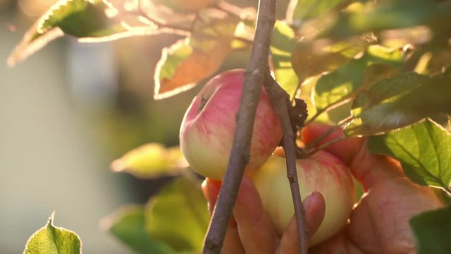 Close-up of farmer's male hands picks red apple from branch at orange sunset in autumn garden. Harvest time. Fresh organic fruits concept.