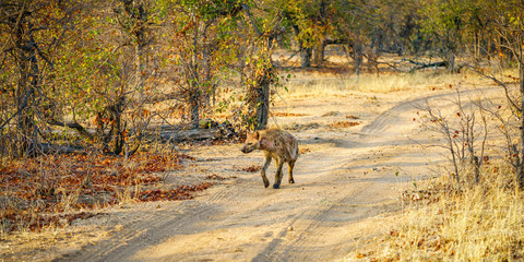 Fototapeta na wymiar hyena in kruger national park, mpumalanga, south africa 3