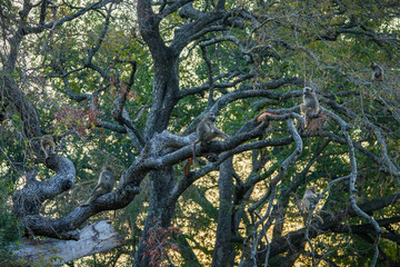 baboon monkeys in kruger national park, mpumalanga, south africa 9
