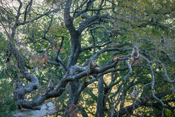 baboon monkeys in kruger national park, mpumalanga, south africa 3