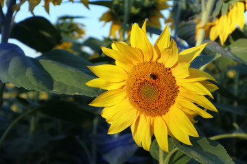 Obraz premium Sunny yellow sunflower close up macro with bright colors blue sky smmer season