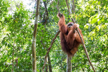Beautiful male Sumatran Orangutan (Pongo abelii) during a ecotourism jungle hike in Gunung Leuser National Park, Bukit Lawang, Sumatra, Indonesia