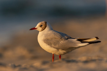 The black-headed Gull (Chroicocephalus ridibundus) sitting on a beach during sunset
