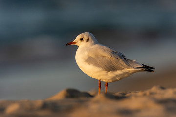 The black-headed Gull (Chroicocephalus ridibundus) sitting on a beach during sunset