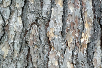Old tree Pinus Negra bark texture background pattern