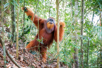 Beautiful male Sumatran Orangutan (Pongo abelii) during a ecotourism jungle hike in Gunung Leuser National Park, Bukit Lawang, Sumatra, Indonesia - obrazy, fototapety, plakaty
