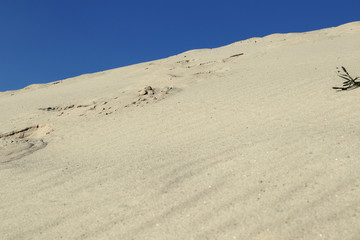 Sand dunes close-up macro nature. White and yellow sand natural texture background. Blue sky and yellow sand and desert plant natural.
