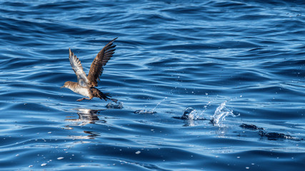 Young seagull takeoff in the open sea