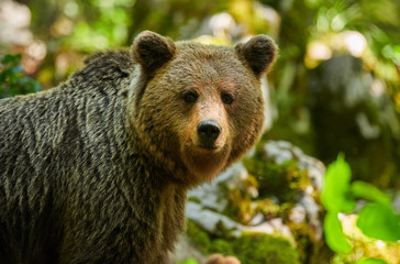 Wild brown bear (Ursus arctos) close up