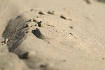 Sand dunes close-up macro nature. White and yellow sand natural texture background