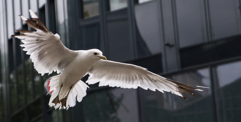 seagull in flight