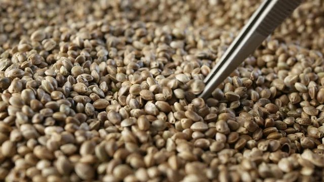hemp seeds in macro photography