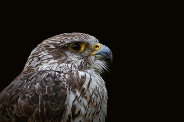 Close-up of a Saker falcon (Falco cherrug) isolated on black background with copy space