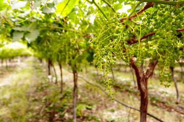 Grapes on the vine in a natural Northern Cape South African vineyard