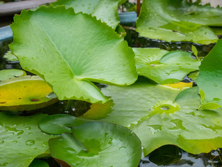 Green lotus leaf.