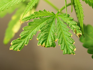 Closed up Marijuana leaf.