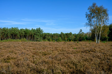 Obraz premium Autumn in North Brabant, landscape with Kempen forest and moorland in October, Netherlands