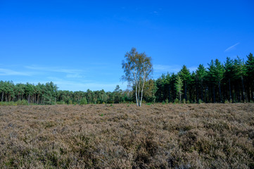 Autumn in North Brabant, landscape with Kempen forest and moorland in October, Netherlands