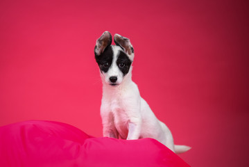 Funny white puppy with black spots on pink background.
