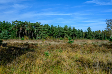 Autumn in North Brabant, landscape with Kempen forest and moorland in October, Netherlands