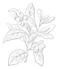 Highly detailed hand drawn flower isolated on white background