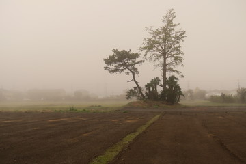Fototapeta na wymiar 秋の朝霧の中の畑と立ち木風景